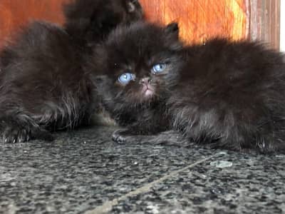 pure/ peki/ peke/ long coat/ high quality/ xpunch/ female/persian