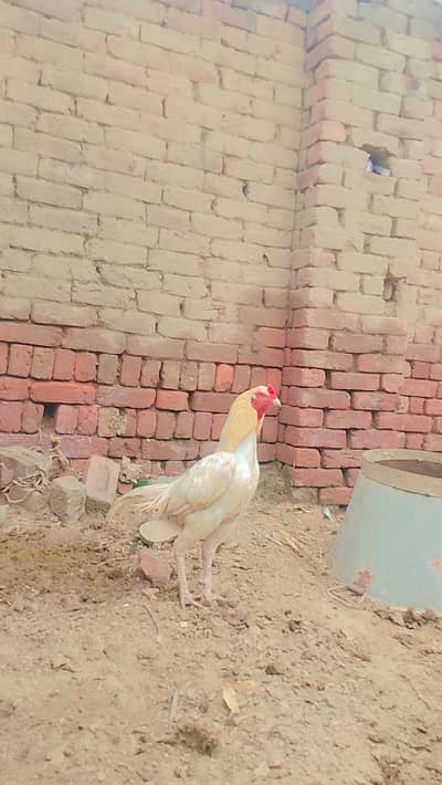 Aseel Heera murga