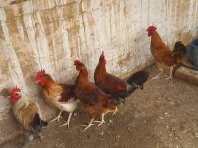 Golden Misri Male For Sale