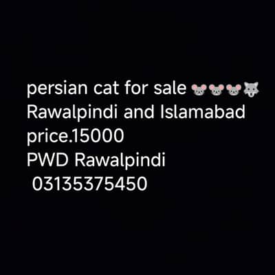 persian cat for sale  Rawalpindi and Islamabad  price. 15000 PWD Rawal