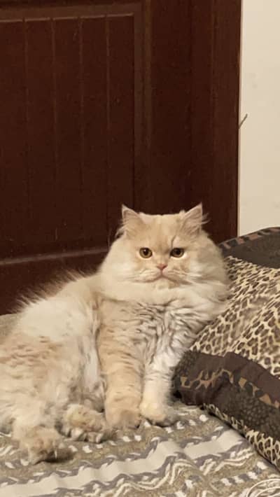 Meet Milo