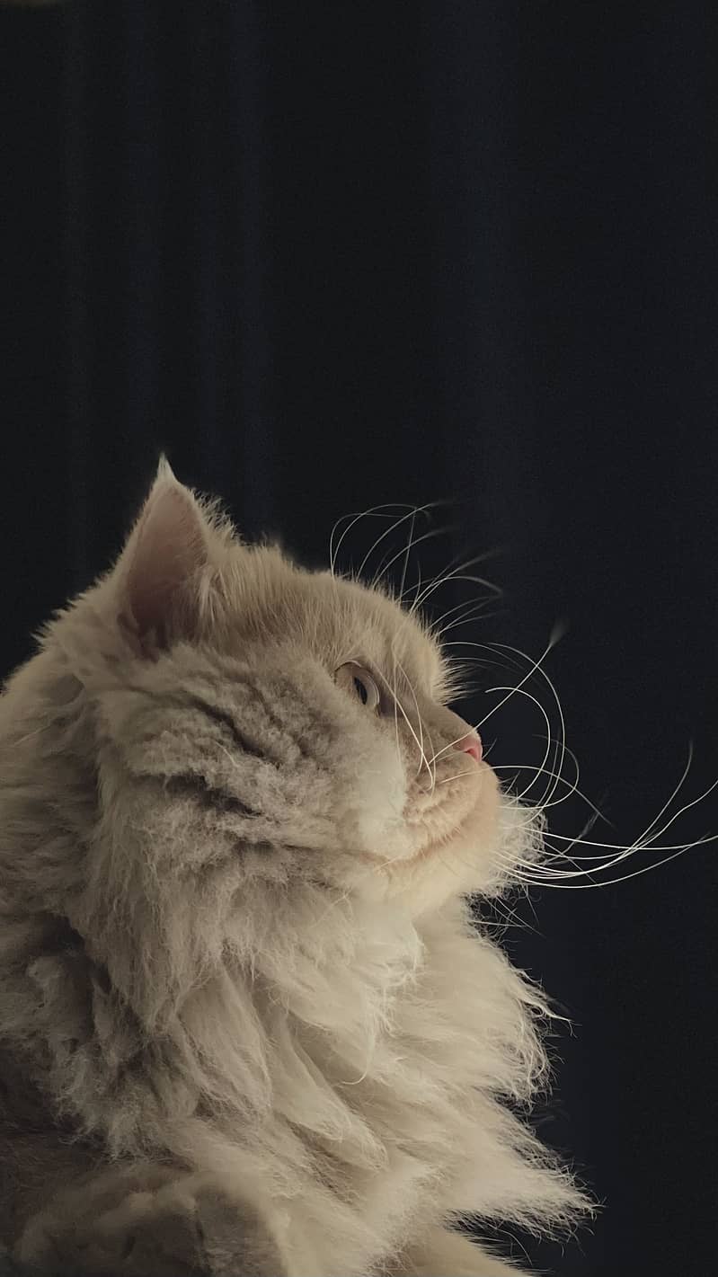 Meet Milo 2