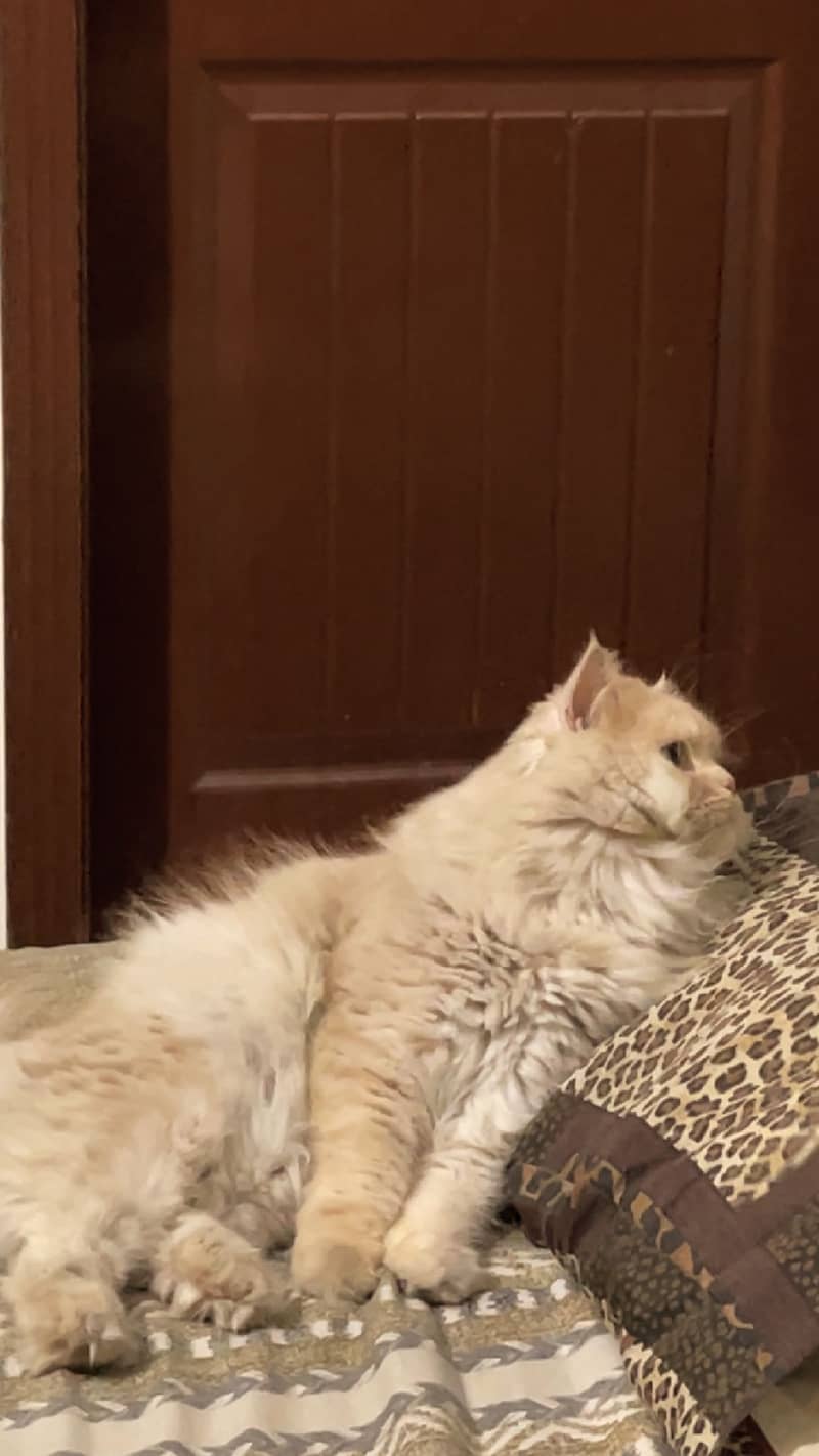 Meet Milo 3
