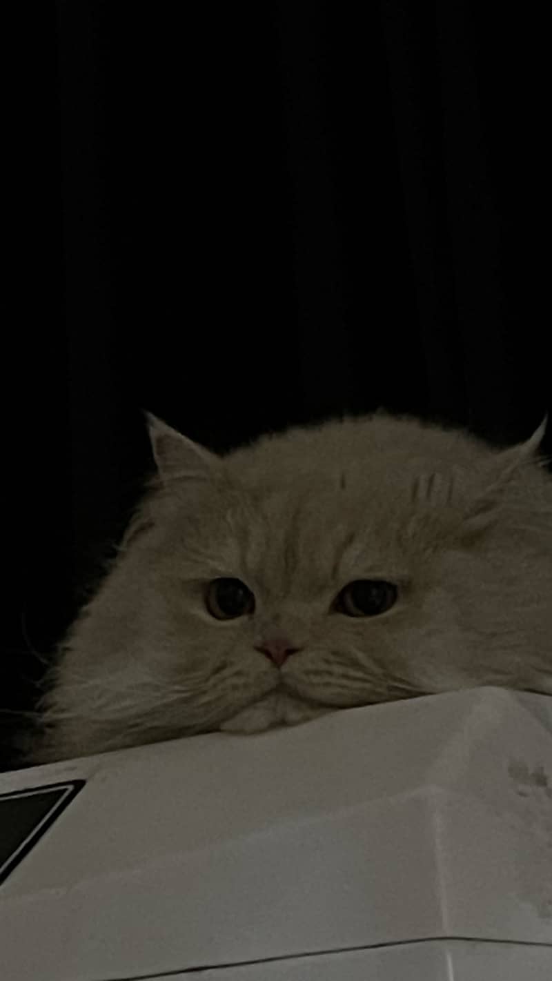 Meet Milo 6