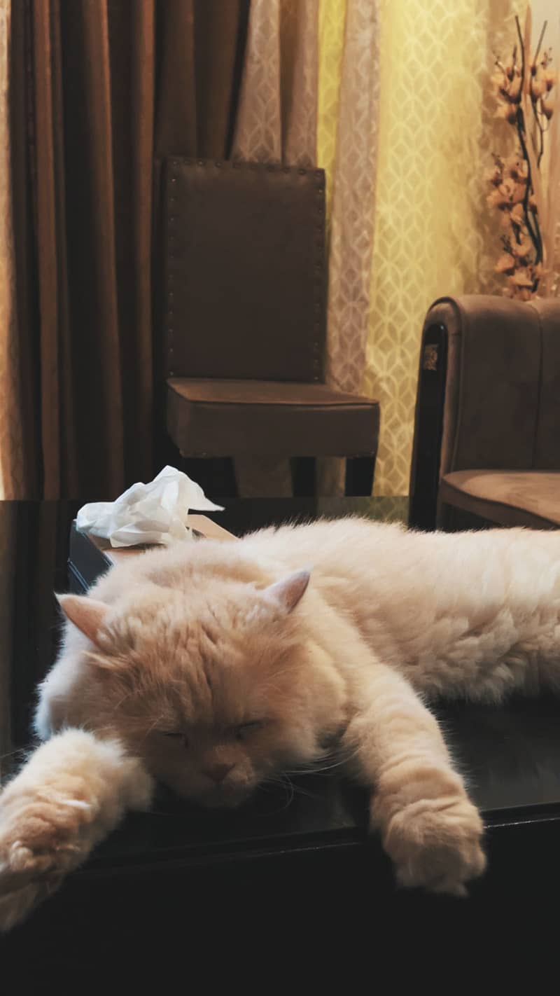Meet Milo 9