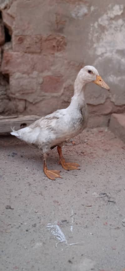Male and female  duck pair