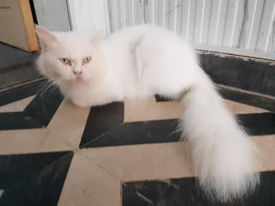 Female Cat