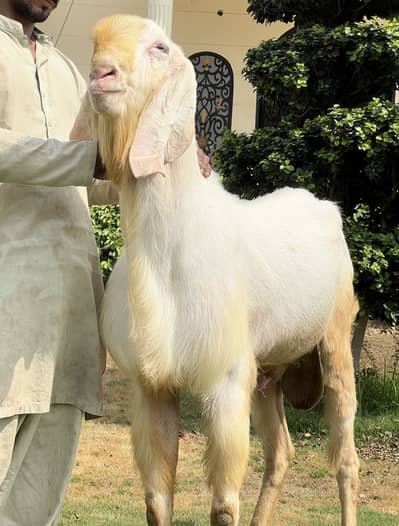 Rajanpuri Gulabi breeder male