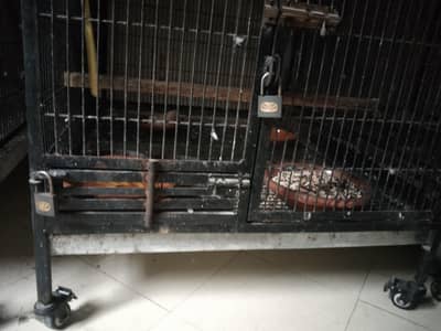 Ray Gray maco parrot  cages
