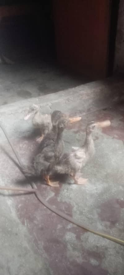 Beautiful Ducks Babies for urgent sale