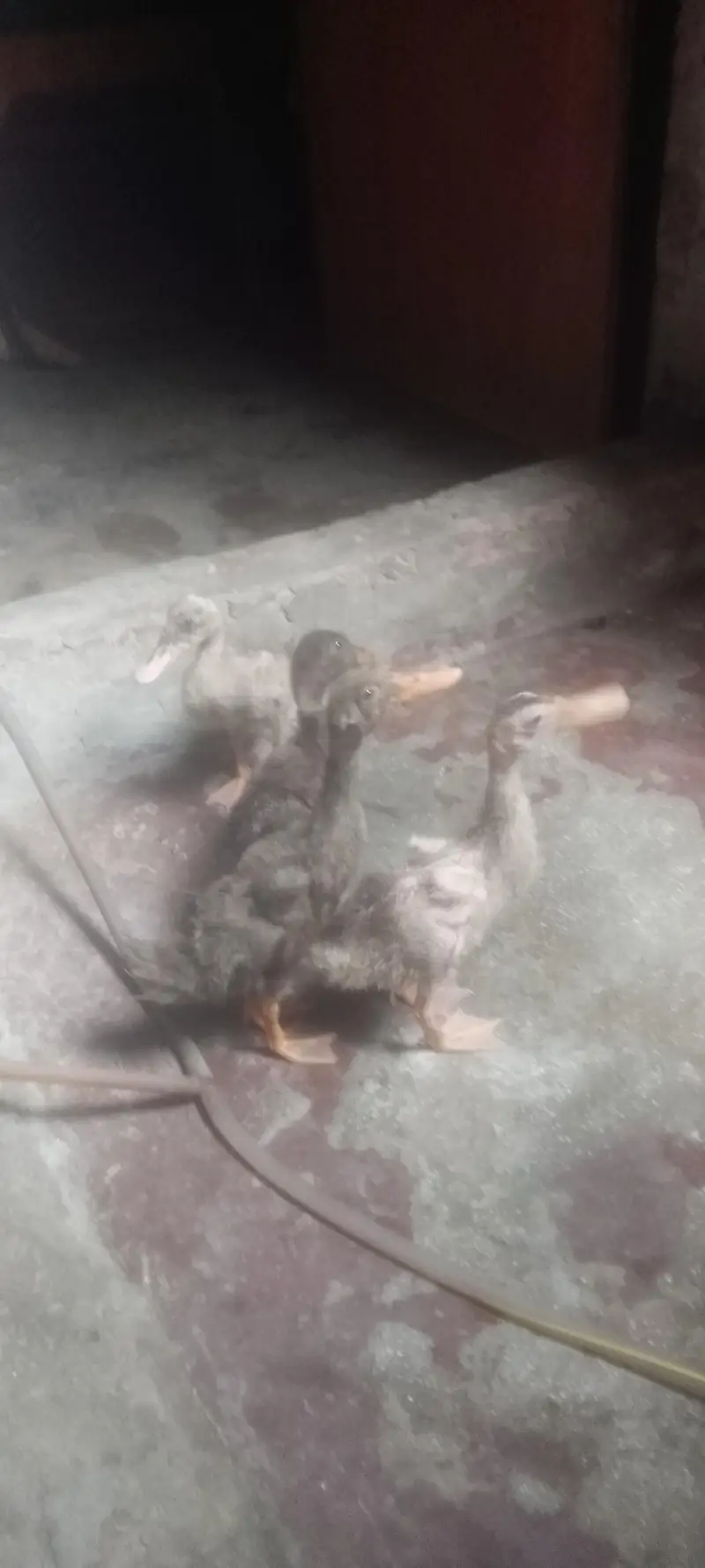 Beautiful Ducks Babies for urgent sale