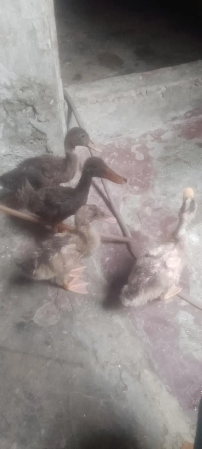 Beautiful Ducks Babies for urgent sale — photo 4