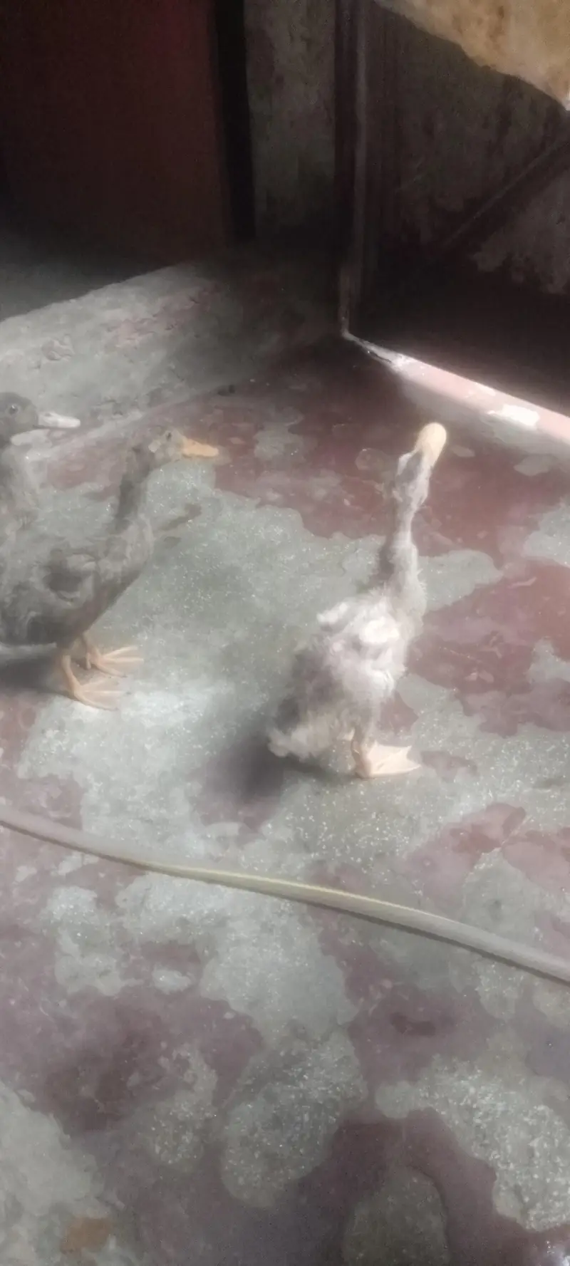 Beautiful Ducks Babies for urgent sale — photo 5