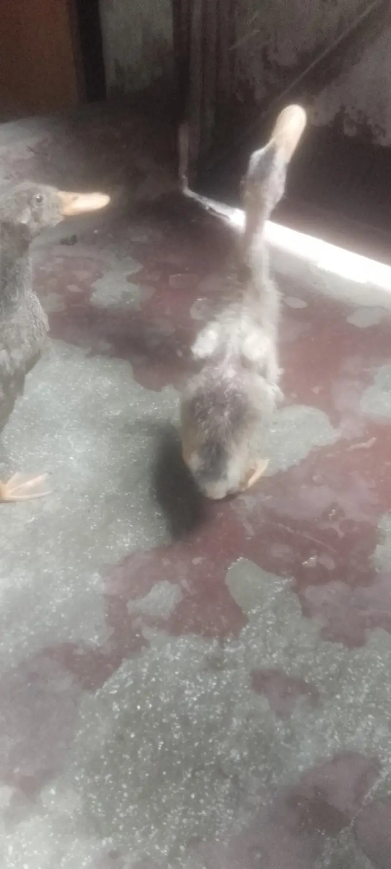 Beautiful Ducks Babies for urgent sale — photo 6