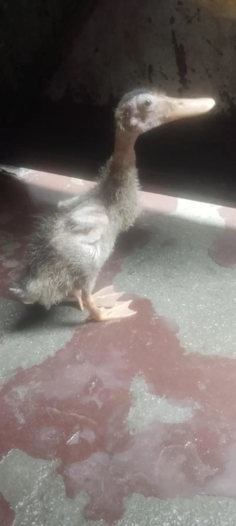 Beautiful Ducks Babies for urgent sale — photo 7
