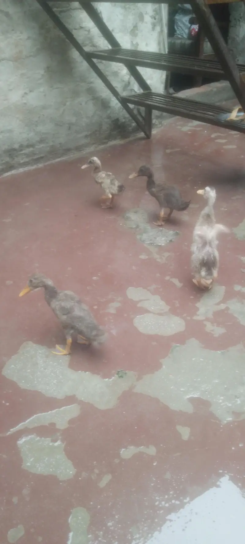 Beautiful Ducks Babies for urgent sale — photo 8