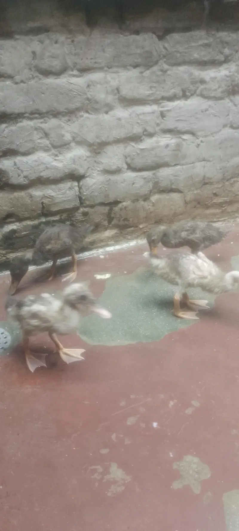 Beautiful Ducks Babies for urgent sale — photo 9