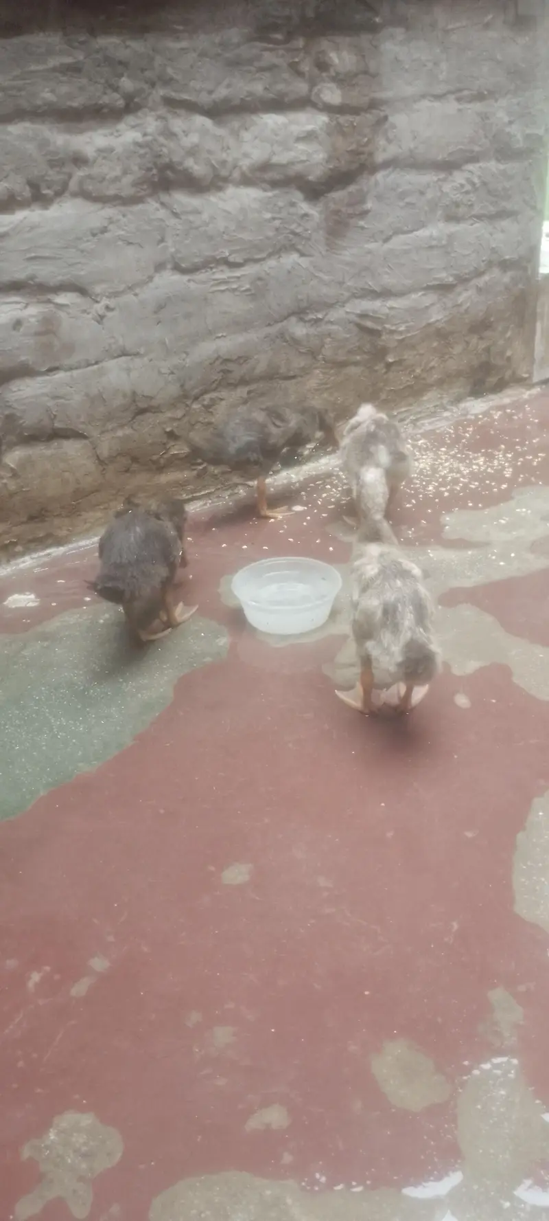 Beautiful Ducks Babies for urgent sale — photo 10