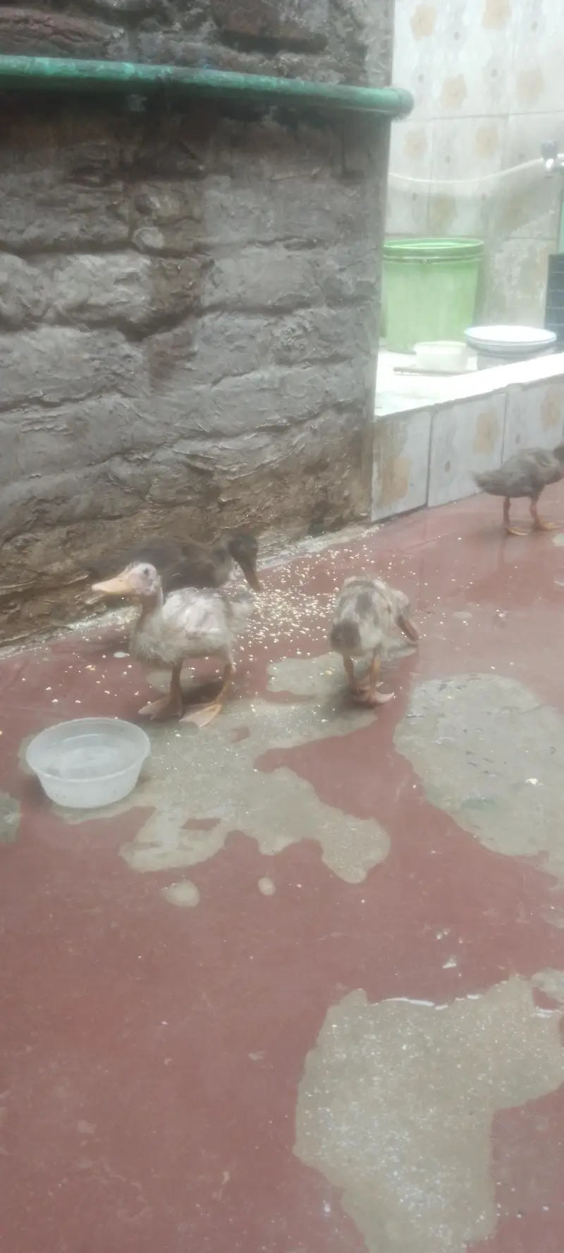 Beautiful Ducks Babies for urgent sale — photo 11