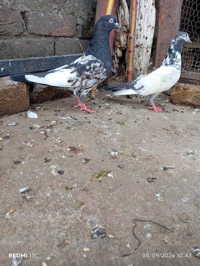 Rampuri breed