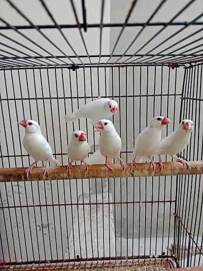 java birds Breader Pair for sale