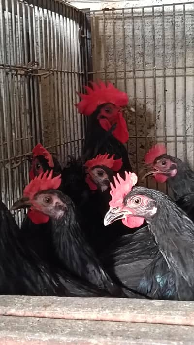 Desi Murgha for meat Black Australorp Per KG live Desi Gost Patthay