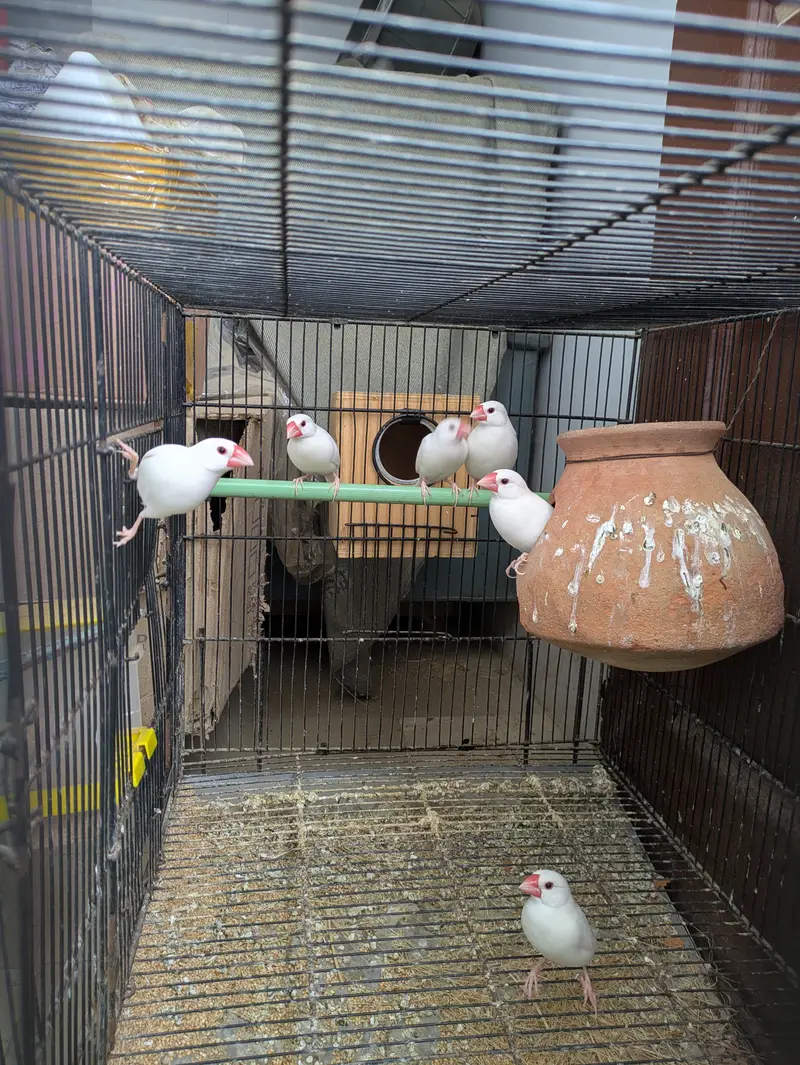 Top notch quality White java 3 pairs. Ready to second breed,