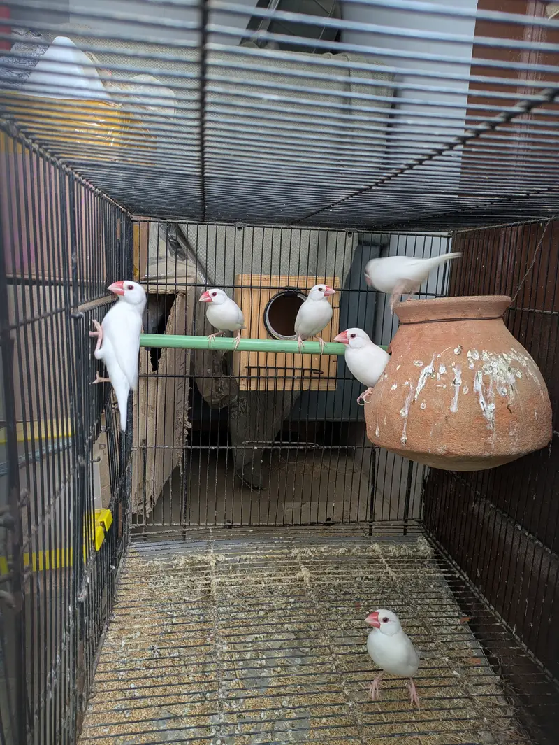 Top notch quality White java 3 pairs. Ready to second breed, — photo 2