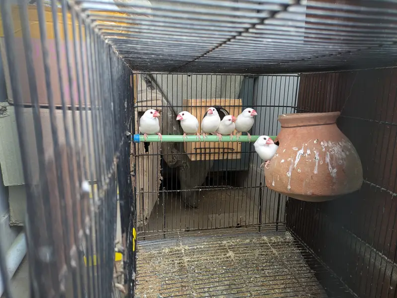 Top notch quality White java 3 pairs. Ready to second breed, — photo 3