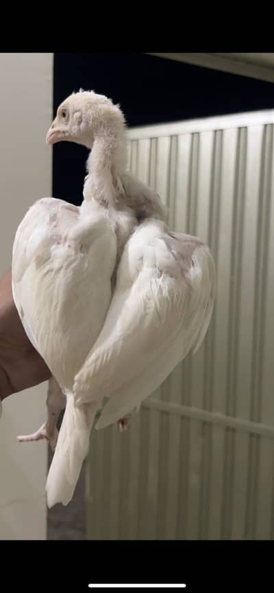 White aseel heera chicks