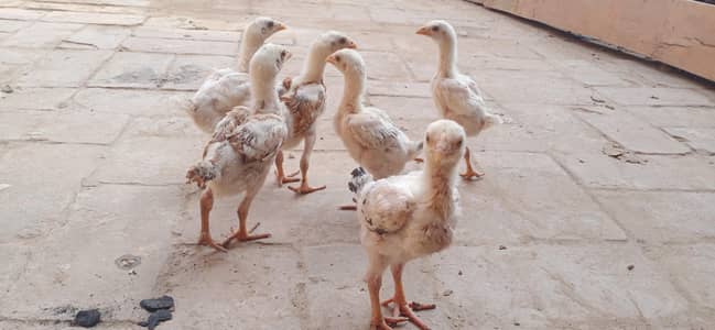 Pure High Quality Aseel Chicks (6 Pieces)