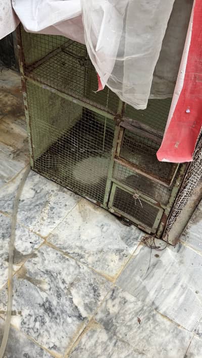 Customized cage ideal for bird
