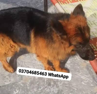 German Shepherd Male For Sale Urgent/ Call/ WhatsApp/ O37O4685463