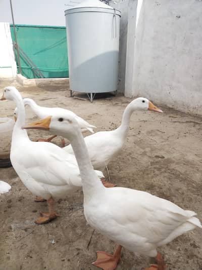male female pure white dhak