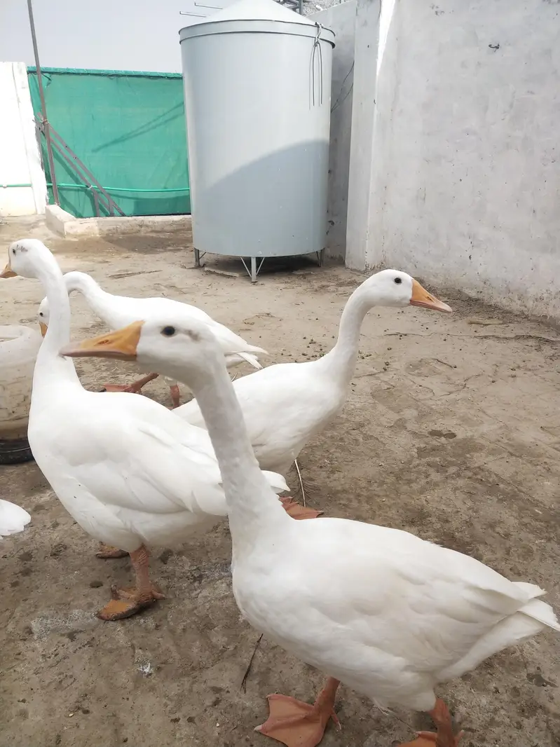 male female pure white dhak