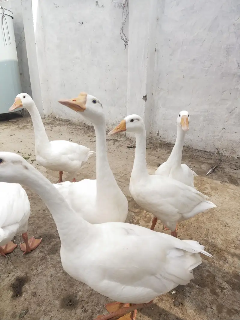 male female pure white dhak — photo 2