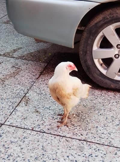 white aseel Heera pair for sale
