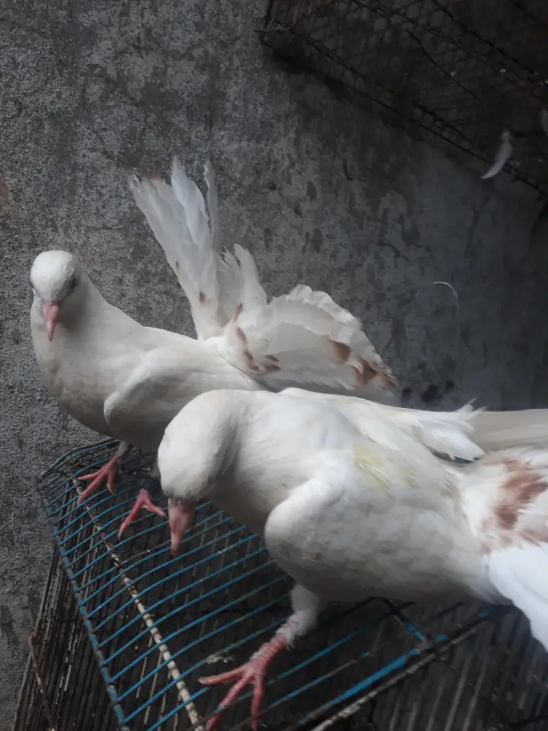 American Fantail Pigeons For Sale — photo 5