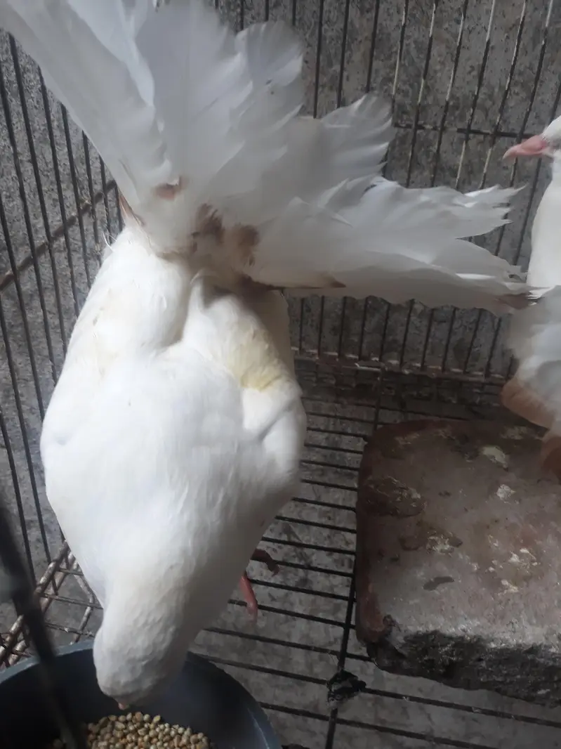 American Fantail Pigeons For Sale — photo 6