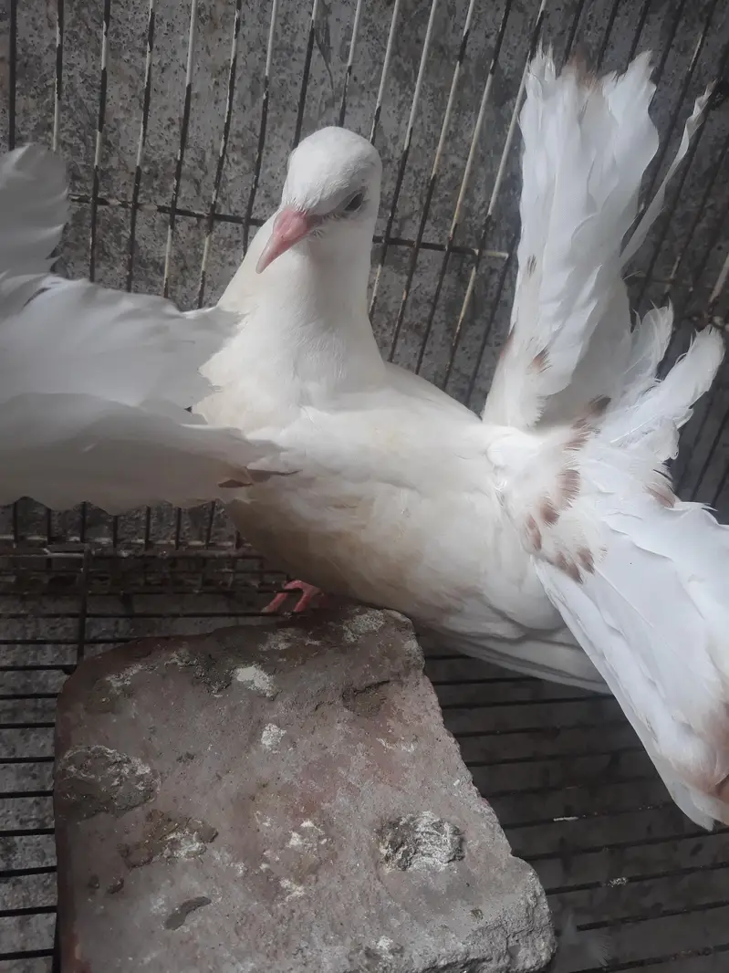American Fantail Pigeons For Sale — photo 7