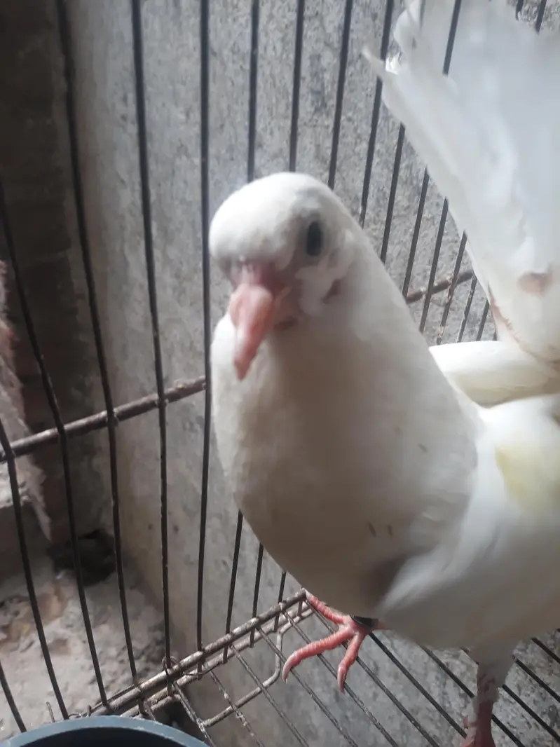 American Fantail Pigeons For Sale — photo 8
