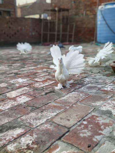 American 1 Kali pair for sale