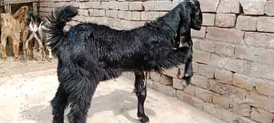 پالنے کیلئے نسلی بچے ۔ بکریاں موجود ہیں