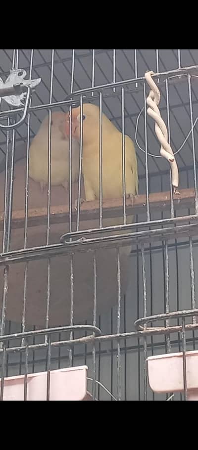 lovebirds breeder pair urjent sale java or finches exchange ho jaye gi