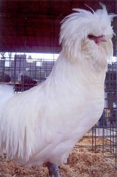 white polish chick