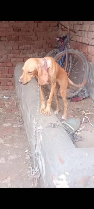 pointer female dog for sale