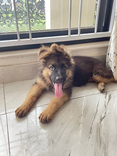 German Shepherd Double Coat