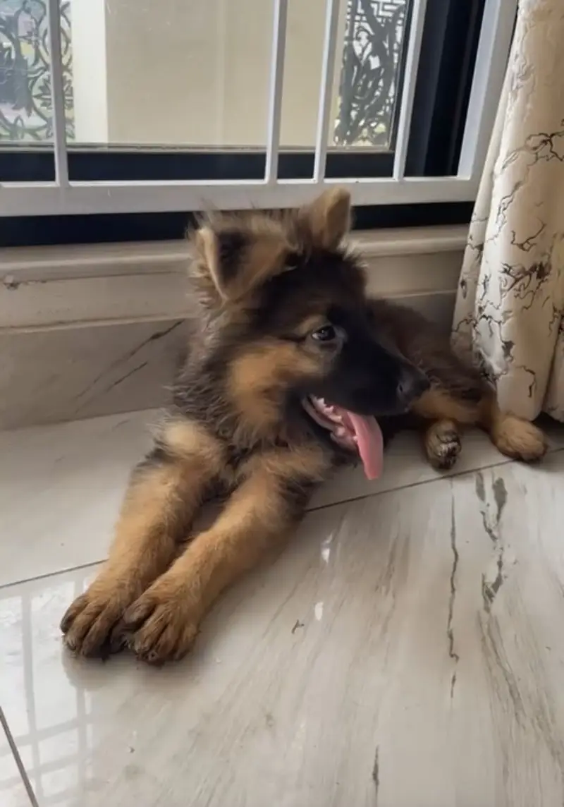 German Shepherd Double Coat — photo 2