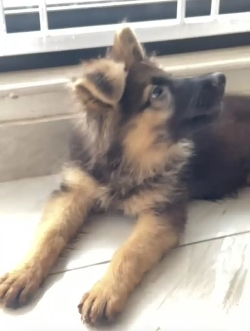 German Shepherd Double Coat — photo 3