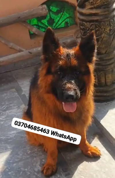 German shepherd Male For Sale/ O37O4685463